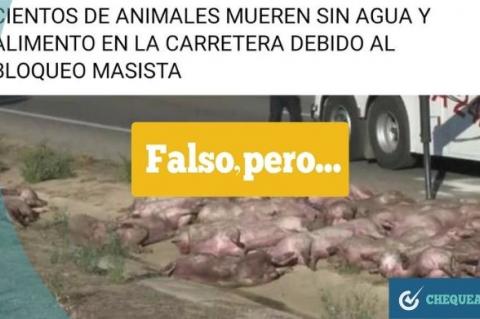 Ganado porcino muriendo presuntamente en los bloqueos del MAS